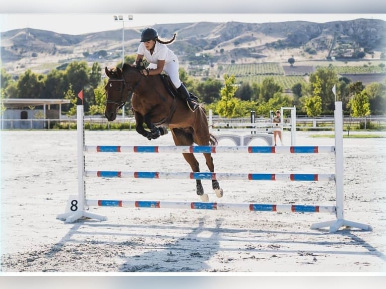 Caballo de deporte español Mestizo Caballo castrado 14 años 158 cm Castaño in Garnatilla