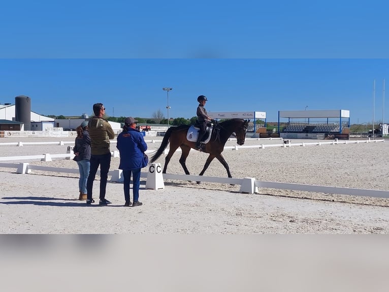 Caballo de deporte español Caballo castrado 14 años 162 cm Castaño in Olivenza