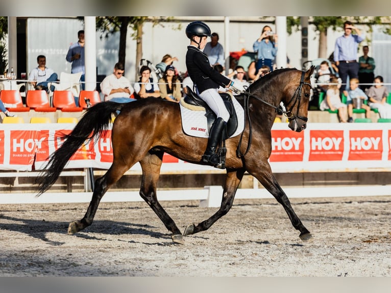 Caballo de deporte español Caballo castrado 14 años 162 cm Castaño in Olivenza