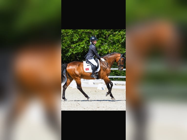 Caballo de deporte español Caballo castrado 14 años 163 cm Castaño in Cabanillas Del Campo