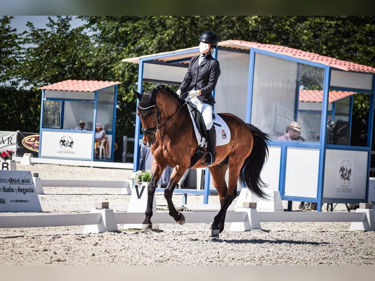 Caballo de deporte español Caballo castrado 14 años 163 cm Castaño in Cabanillas Del Campo