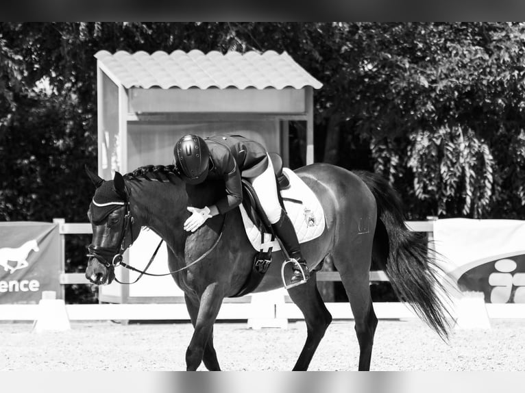 Caballo de deporte español Caballo castrado 14 años 163 cm Castaño in Cabanillas Del Campo