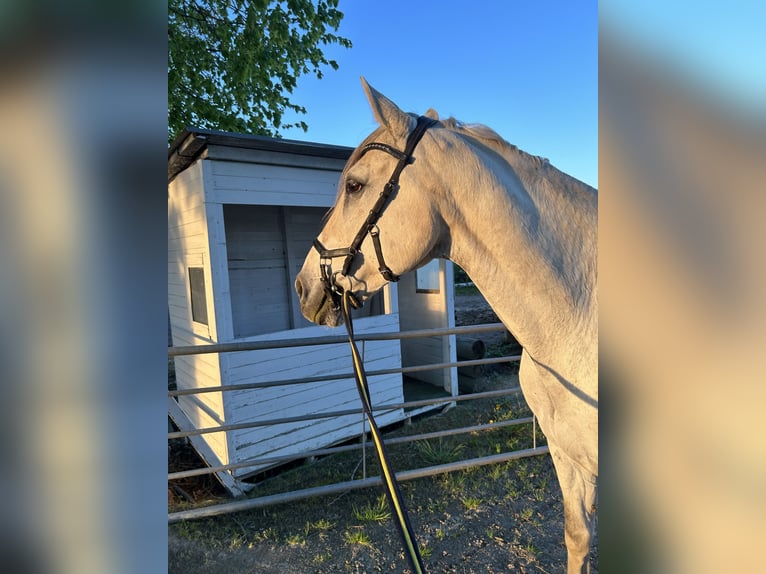 Caballo de deporte español Caballo castrado 14 años 163 cm Tordo in Krefeld