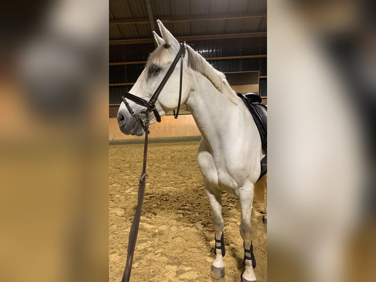 Caballo de deporte español Caballo castrado 14 años 163 cm Tordo in Krefeld