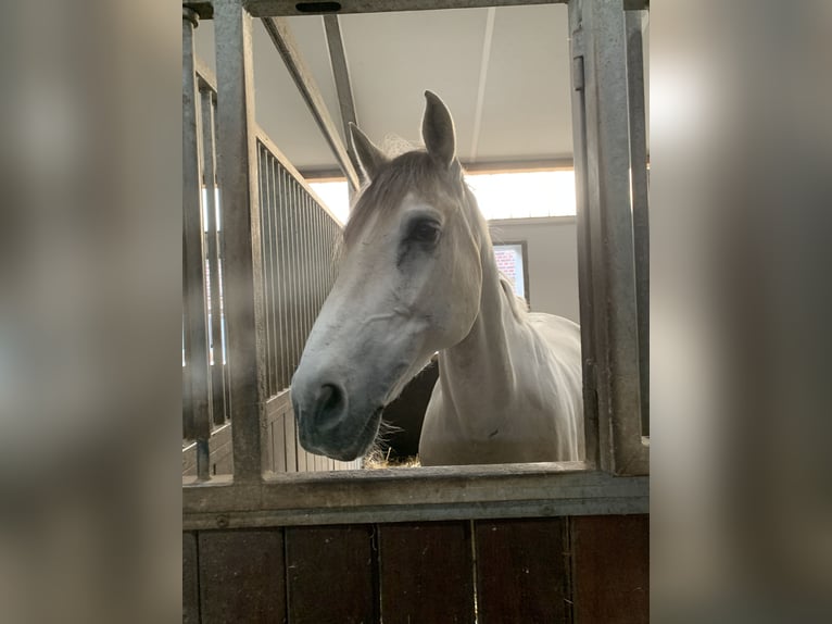 Caballo de deporte español Caballo castrado 14 años 163 cm Tordo in Krefeld