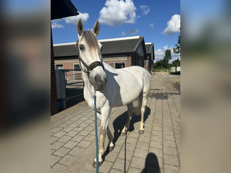 Caballo de deporte español Caballo castrado 14 años 163 cm Tordo in Krefeld