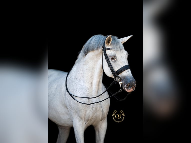 Caballo de deporte español Caballo castrado 14 años 169 cm Tordo in Heiloo