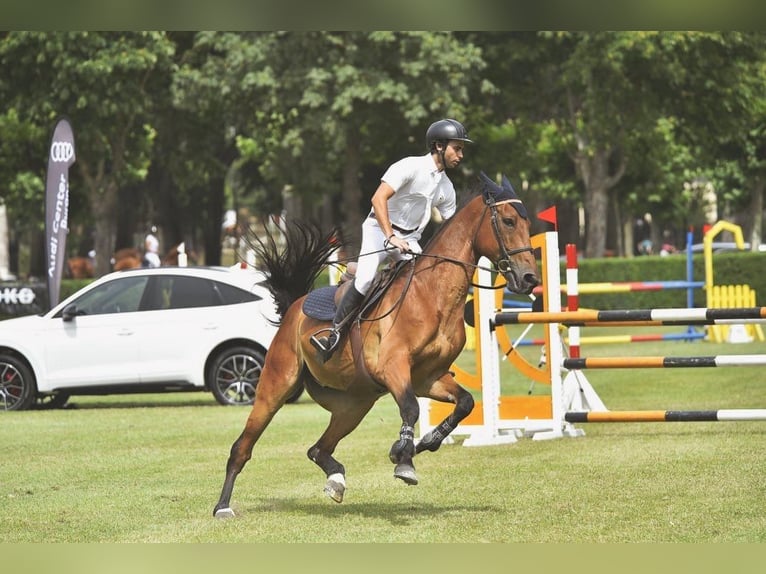 Caballo de deporte español Caballo castrado 14 años 175 cm Castaño in Madrid