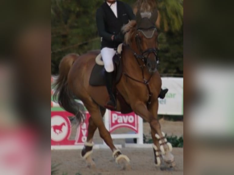 Caballo de deporte español Caballo castrado 14 años Alazán in Madrid