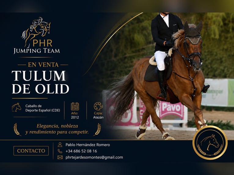 Caballo de deporte español Caballo castrado 14 años Alazán in Madrid