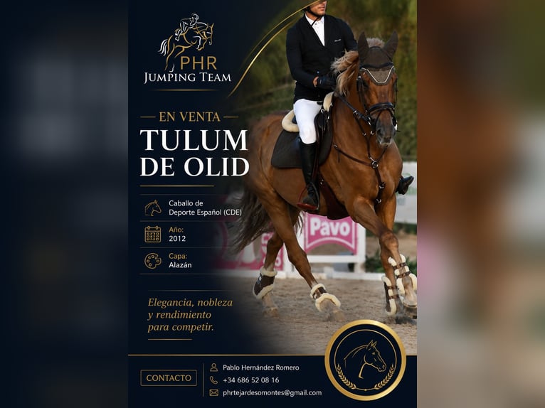 Caballo de deporte español Caballo castrado 14 años Alazán in Madrid