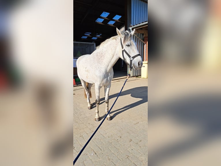 Caballo de deporte español Mestizo Caballo castrado 15 años 148 cm Tordo in Herscheid