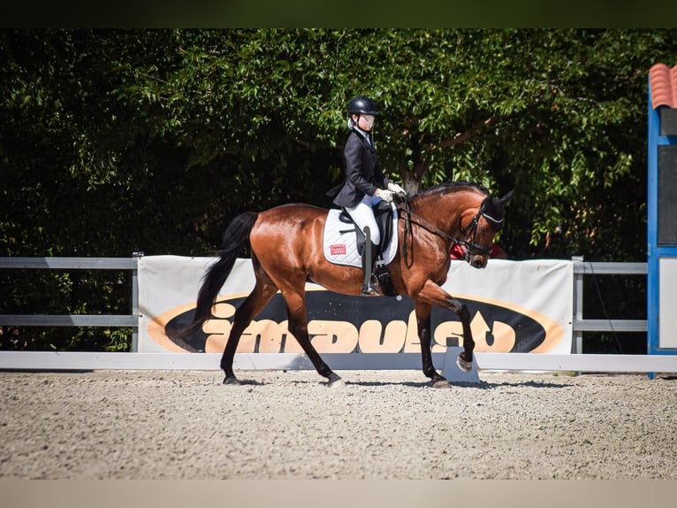 Caballo de deporte español Caballo castrado 15 años 164 cm Castaño in Guadalajara