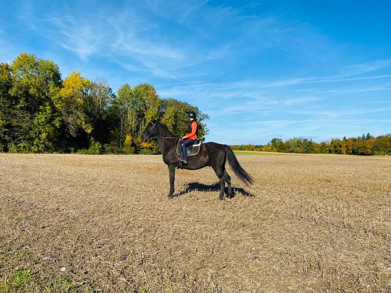 Caballo de deporte español Caballo castrado 15 años 165 cm Negro in Inning am Ammersee