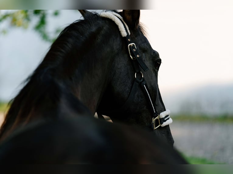 Caballo de deporte español Caballo castrado 15 años 165 cm Negro in Inning am Ammersee