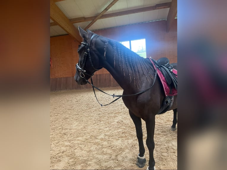 Caballo de deporte español Caballo castrado 15 años 165 cm Negro in Inning am Ammersee