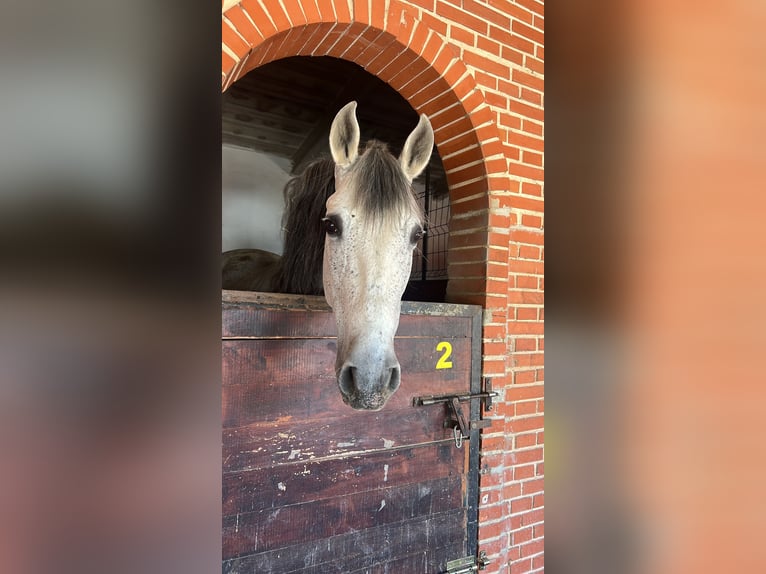 Caballo de deporte español Caballo castrado 15 años 165 cm Tordo in Es Pitlari
