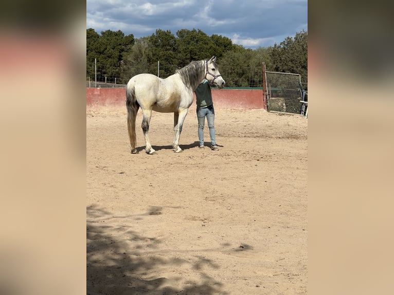 Caballo de deporte español Caballo castrado 15 años 165 cm Tordo in Es Pitlari