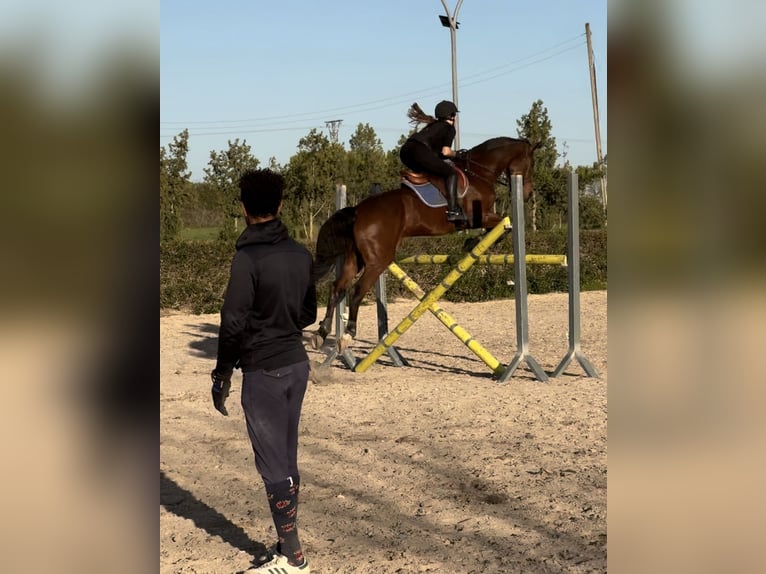 Caballo de deporte español Caballo castrado 15 años 169 cm Castaño in Inca