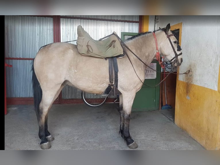 Caballo de deporte español Caballo castrado 15 años Bayo in Zamora