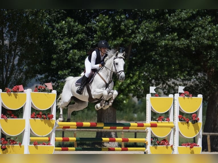 Caballo de deporte español Caballo castrado 15 años Tordo in Sant Cugat Del Valles