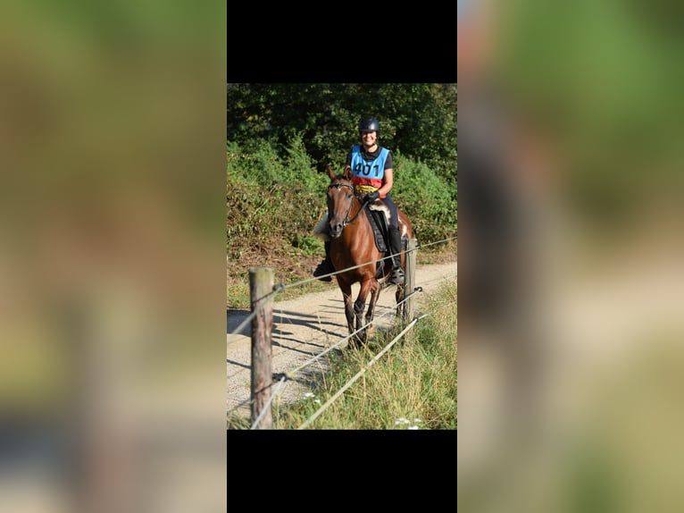 Caballo de deporte español Mestizo Caballo castrado 16 años 162 cm Castaño in Wilhelminaoord