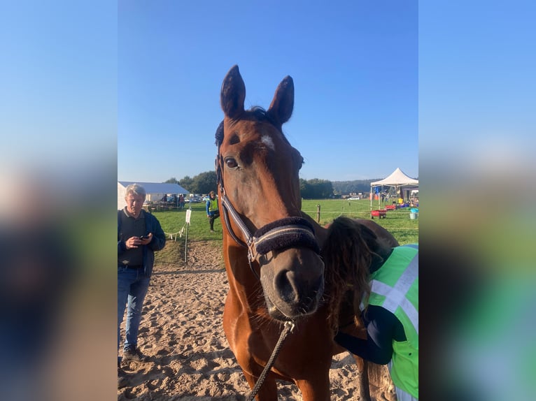 Caballo de deporte español Mestizo Caballo castrado 16 años 162 cm Castaño in Wilhelminaoord