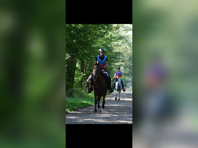 Caballo de deporte español Mestizo Caballo castrado 16 años 162 cm Castaño in Wilhelminaoord