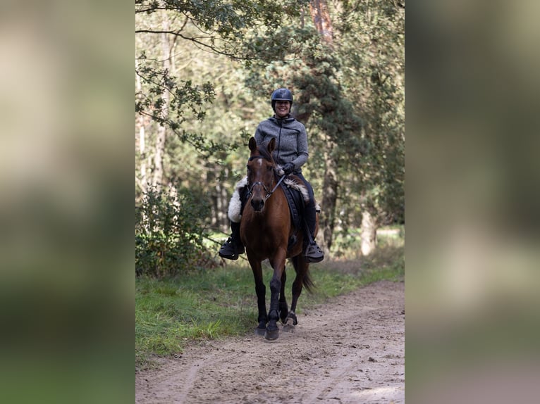 Caballo de deporte español Mestizo Caballo castrado 16 años 162 cm Castaño in Wilhelminaoord