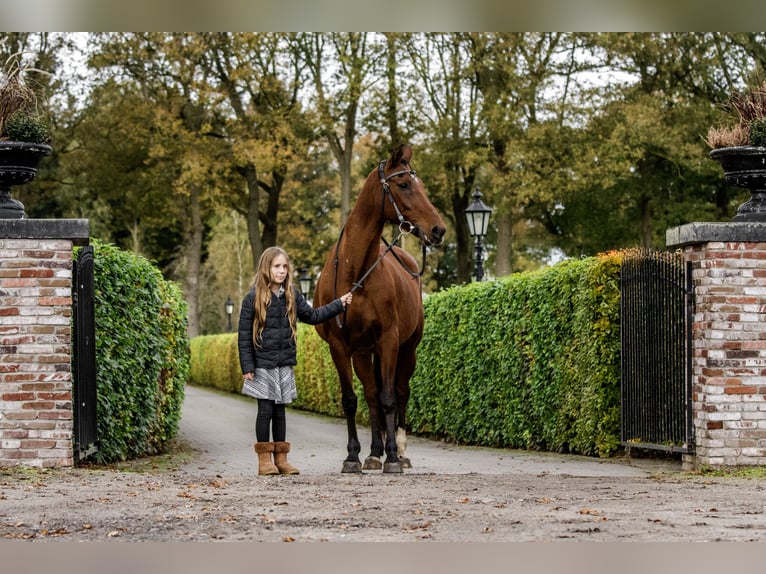 Caballo de deporte español Mestizo Caballo castrado 16 años 162 cm Castaño in Wilhelminaoord