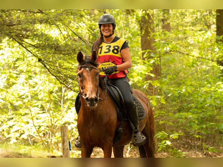 Caballo de deporte español Mestizo Caballo castrado 16 años 162 cm Castaño in Wilhelminaoord