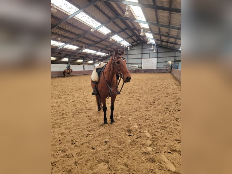 Caballo de deporte español Mestizo Caballo castrado 16 años 162 cm Castaño in Wilhelminaoord