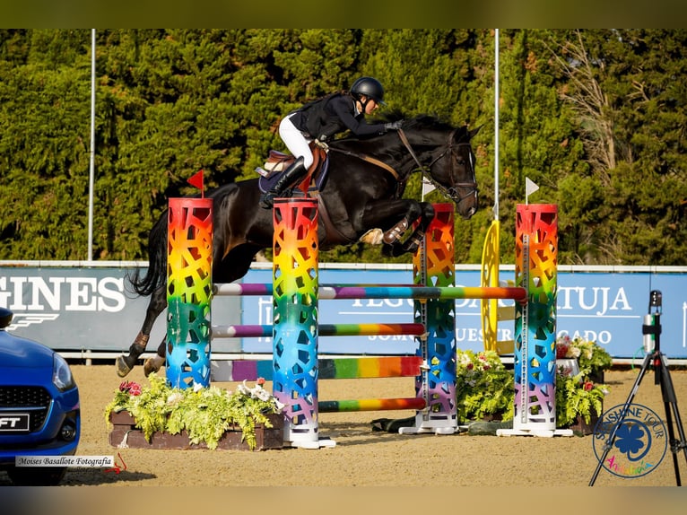 Caballo de deporte español Caballo castrado 16 años 178 cm Negro in La Zubia