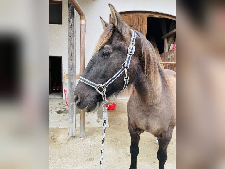 Caballo de deporte español Mestizo Caballo castrado 17 años 155 cm Castaño oscuro in Emmertingrt