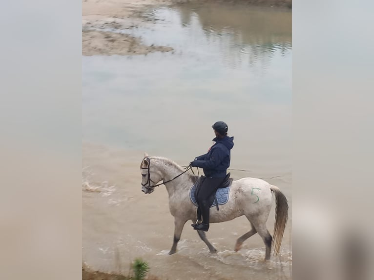 Caballo de deporte español Mestizo Caballo castrado 17 años 160 cm Tordo in Hagen