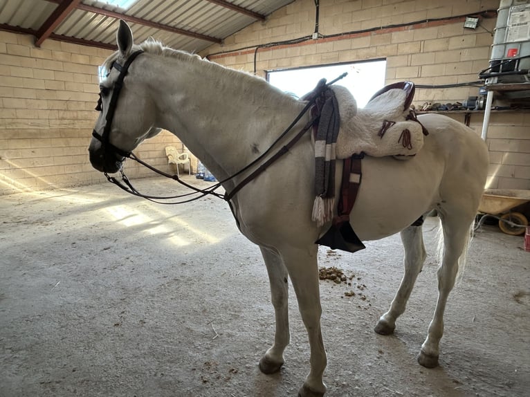 Caballo de deporte español Caballo castrado 17 años 167 cm Tordo in Trescasas