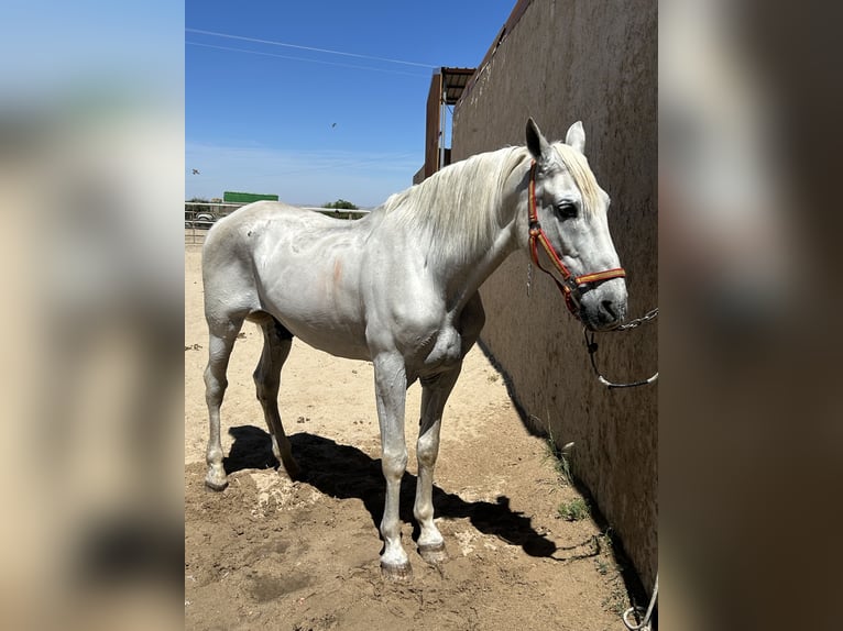 Caballo de deporte español Caballo castrado 17 años 167 cm Tordo in Trescasas