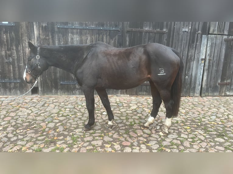 Caballo de deporte español Caballo castrado 18 años 158 cm Castaño oscuro in Bentzin