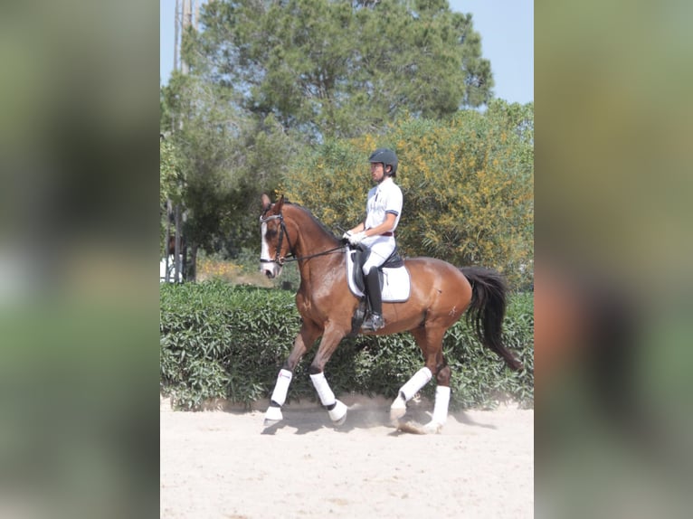Caballo de deporte español Caballo castrado 18 años 165 cm Castaño in Cabaneta (Sa)