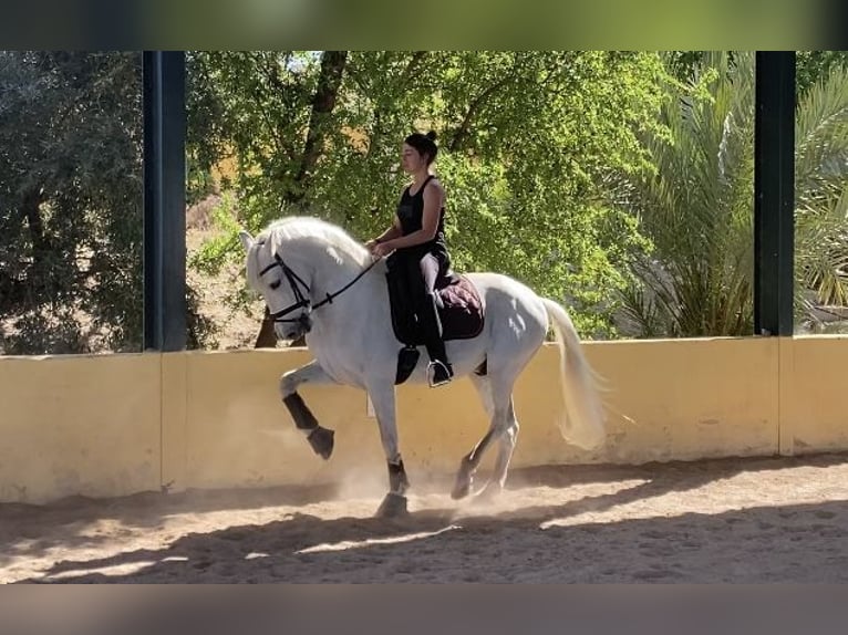 Caballo de deporte español Caballo castrado 18 años White/Blanco in Almafra (Zona)
