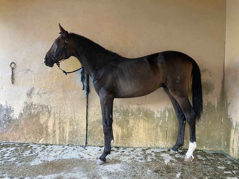 Caballo de deporte español Caballo castrado 1 año 158 cm Negro in Mijas