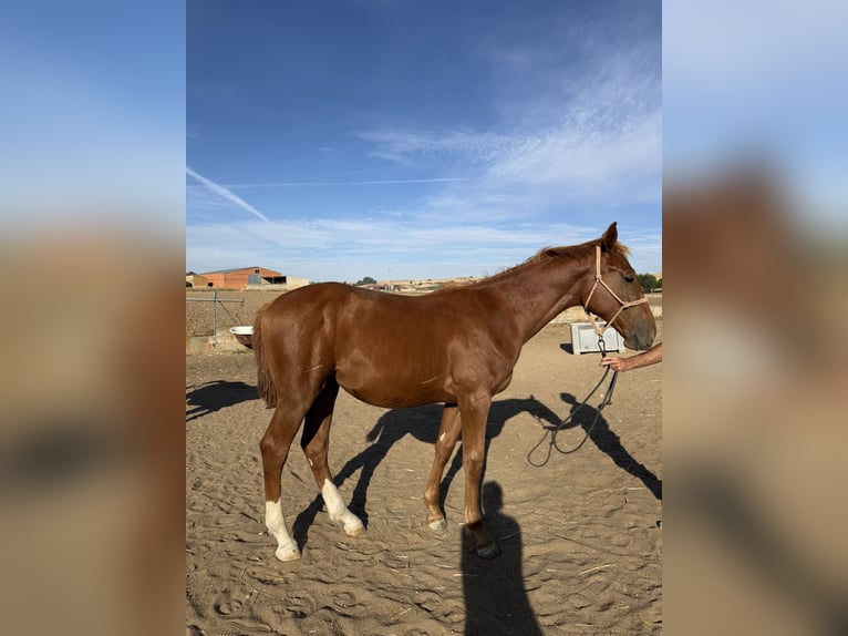 Caballo de deporte español Caballo castrado 1 año Alazán in Zamora