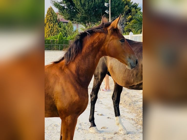 Caballo de deporte español Caballo castrado 1 año Castaño claro in Almafra (Zona)