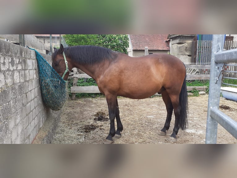 Caballo de deporte español Caballo castrado 20 años 156 cm Castaño in Gr. Dahlum