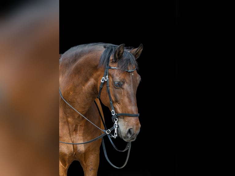 Caballo de deporte español Caballo castrado 20 años 156 cm Castaño in Gr. Dahlum