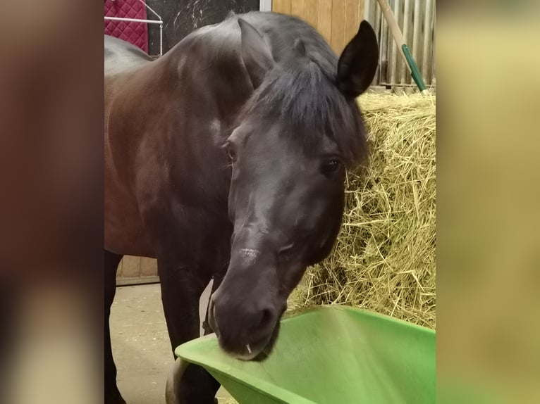 Caballo de deporte español Caballo castrado 20 años Negro in Ebreichsdorf