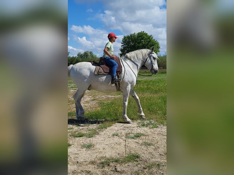 Caballo de deporte español Mestizo Caballo castrado 21 años White/Blanco in Arles
