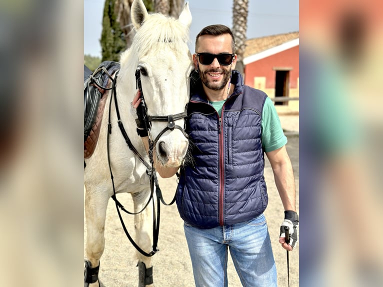 Caballo de deporte español Caballo castrado 23 años Tordo in Buñol