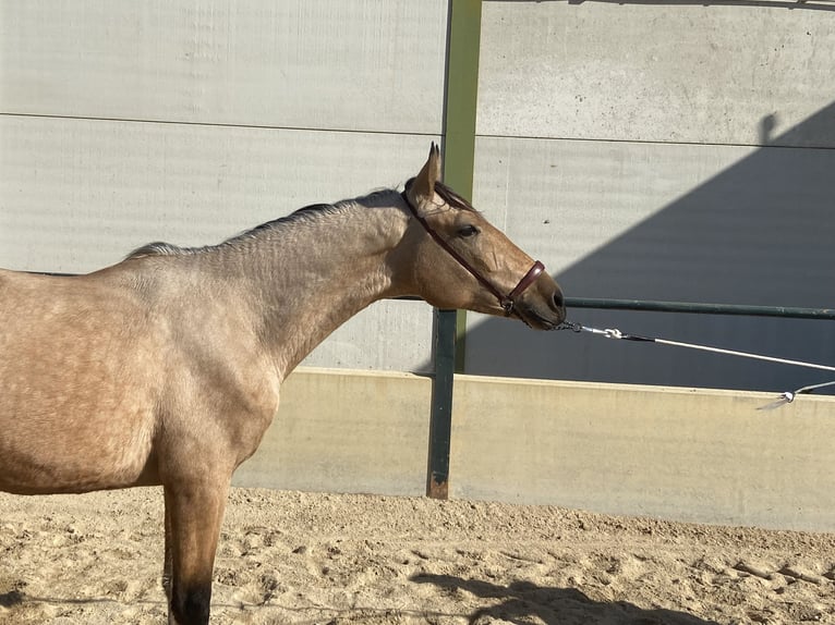 Caballo de deporte español Caballo castrado 2 años 158 cm Bayo in Vegas Altas