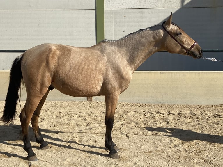 Caballo de deporte español Caballo castrado 2 años 158 cm Bayo in Vegas Altas